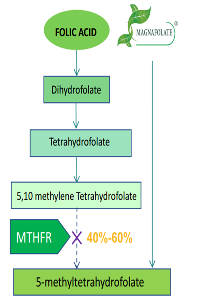 Почему необходимо использовать активный фолат L-5-MTHF Ca, а не фолиевую кислоту?
