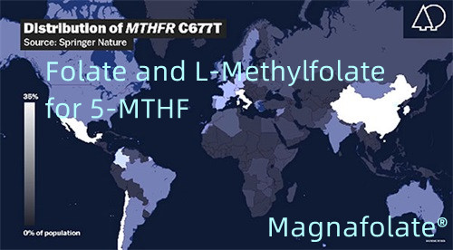 Фолат и L-метилфолат для 5-MTHF