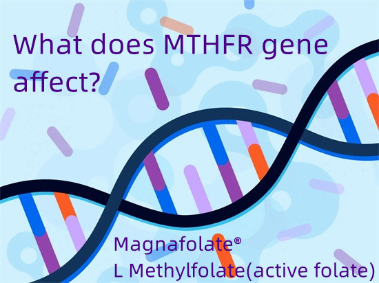 На что влияет ген MTHFR?