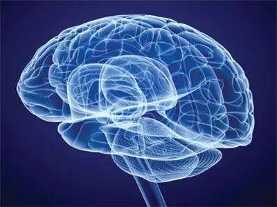 Фолат защищает нервную систему и предотвращает деменцию и Паркинсон.